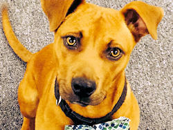 Tom P. Brown Mascot of Best Choice Food Group